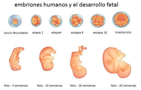 El Desarrollo Biologico Del Ser Humano Timeline Timetoast Timelines