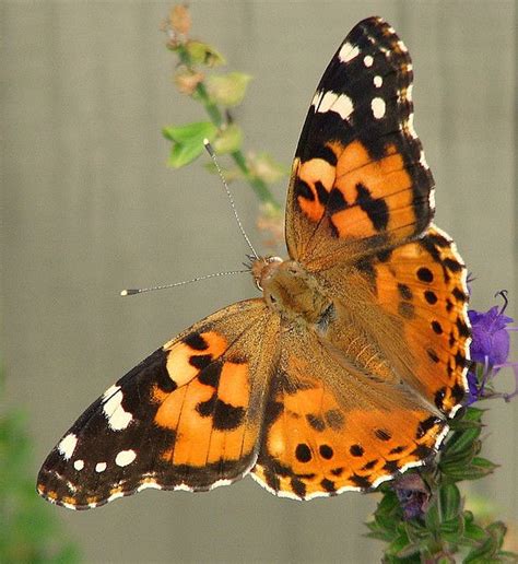 Areas such as mexico's monarch roost benefit from changes in the behavior of butterflies can warn people of the future effects of habitat loss on other animals. Painted Lady | Woman painting, Flowers that attract ...