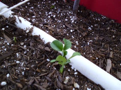 Be the first to review dwarf grey sugar pea cancel reply. Dwarf Grey Sugar Peas | Greens and Machines