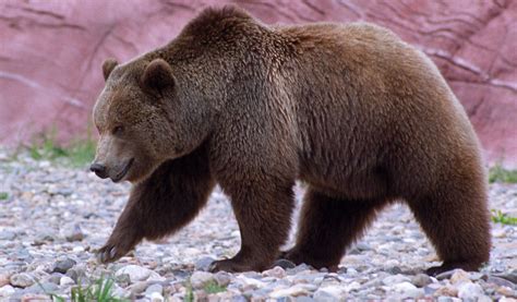 10 Facts About Grizzly Bears Some Interesting Facts