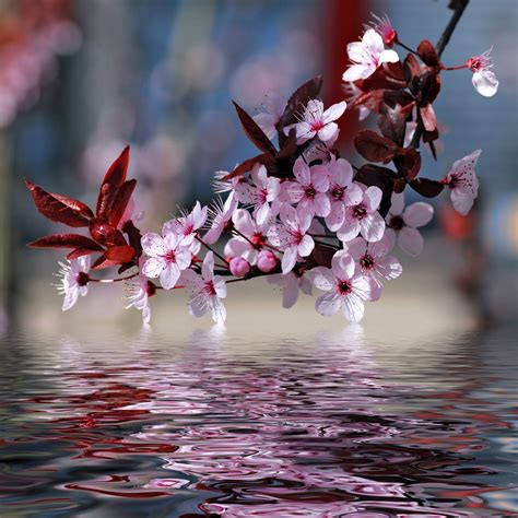 Wather Reflection Flor De Cerezo Sakura Flor De Cerezo Arbol De Cerezo