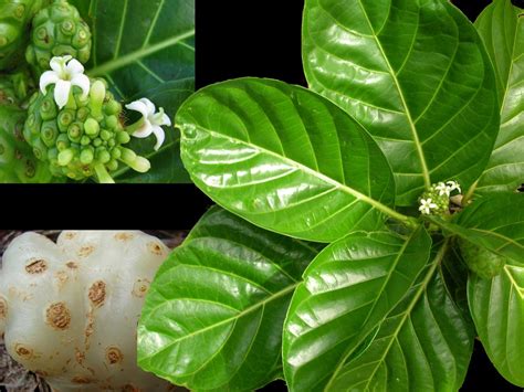 Namun yang membedakannya, nasi goreng itu diberi irisan daun mengkudu, bukan buah mengkudu ya tapi daunnya. Mengobati Jerawat Batu Dengan Daun Mengkudu