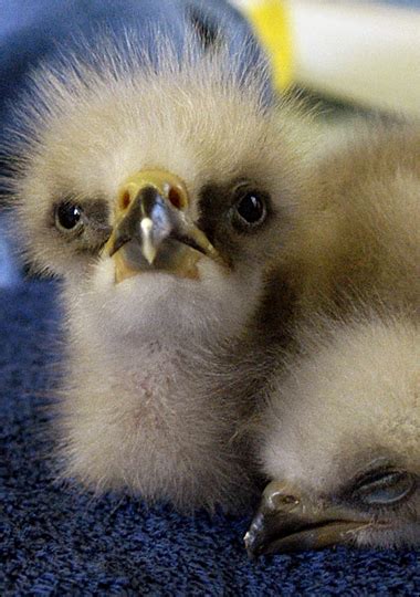 We did not find results for: Baby Birds Of Prey - Gallery | eBaum's World