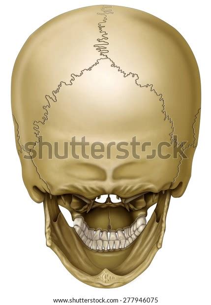 Back View Human Skull Stock Illustration 277946075