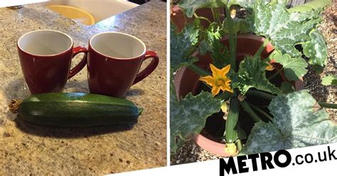 Man Poisoned After Eating Potentially Lethal Homegrown Courgettes Metro News