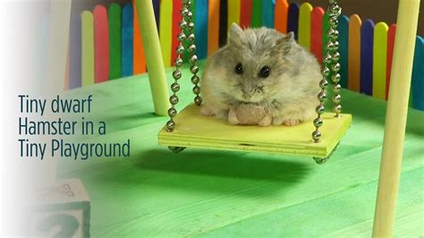 Tiny Dwarf Hamster In A Tiny Playground Youtube