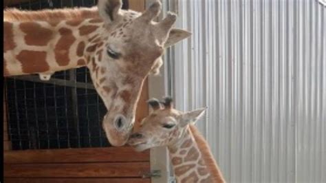 Its Official April The Giraffes New Baby Has A Name