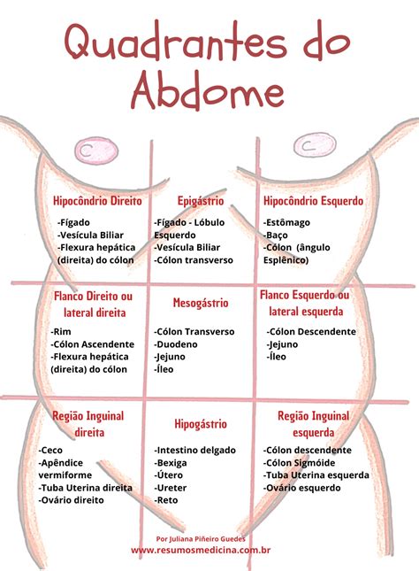 Divisão Do Abdome Anatomia