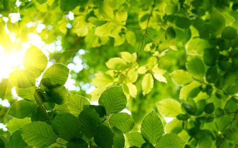 Nature Plants Photography Leaves Sunlight Wallpapers Hd Desktop