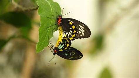 Sex Lies And Butterflies Documentary Takes A High Def Look At These Extraordinary Insects
