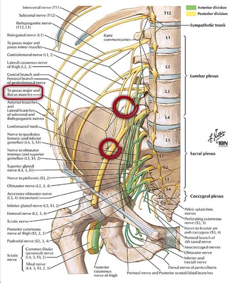 It is the longest single nerve in the body. lumbosacral plexus with femoral nerve - The Pain Source