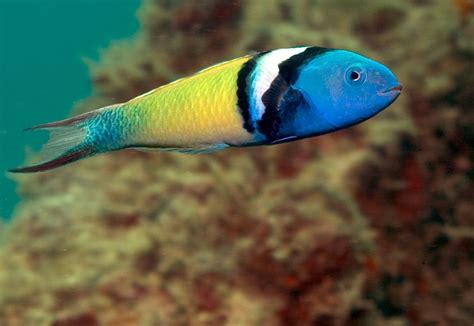 Bluehead Wrasse Thalassoma Bifasciatum The Bluehead Wrasse Is A Small