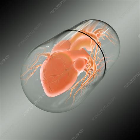 Capsule Heart Stock Image C0075627 Science Photo Library