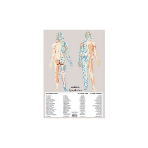 Lymphatic System Flow Chart