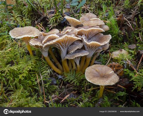 Growing Chanterelle Mushrooms All Mushroom Info