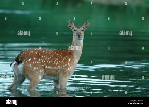 Dybowski Sika Deer Stock Photo Alamy