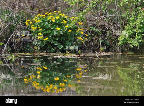 Yellow Marsh Marigold Kingcup Caltha Palustris Flower Of Buttercup