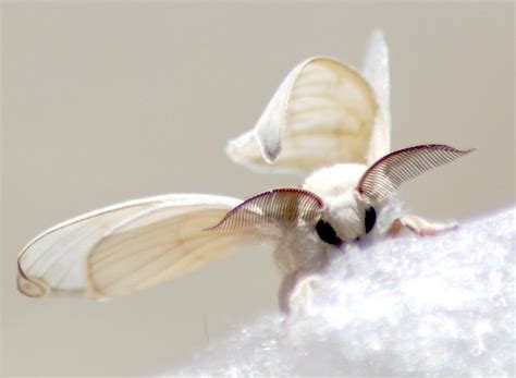 Silk By Resaturatez On Deviantart Cute Moth Silkworm Moth Moth