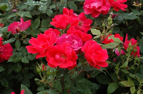We did not find results for: Let's Plant a Knockout Rose Bush!