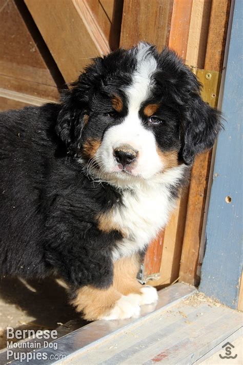 Meet Sage Bernese Mountain Dog Puppy For Sale Sweetwater Farms