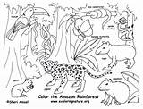 Amazon Rainforest Ecosystem Coloring Color Pages Kids Animals Forest sketch template