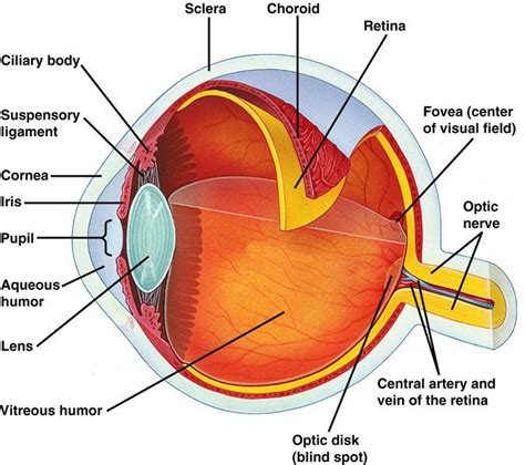 Human Eye Eye Anatomy Basic Anatomy And Physiology Biology Diagrams