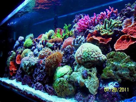 Most Beautiful Reef Tanks All Time