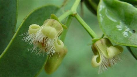 Ximenia Americana Var Microphylla Plantzafrica