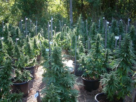 I wanted to see how many people go with the standard 12/12 flowering cycle vs. Best Organic Nutrients for Outdoor Grow - Learn Growing ...