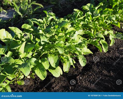 Arugula Plant Growing In Organic Vegetable Garden Stock Photo Image