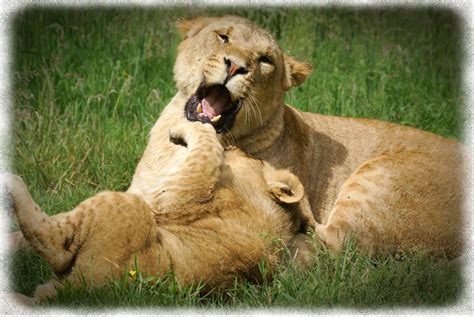 Lion And Cub Knowsley Safari Park Liverpool Rumpelstiltskin1 Flickr