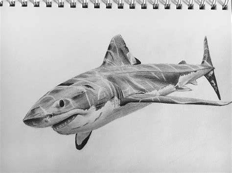 First Time Drawing A Shark Still Need To Add Shading For Water And