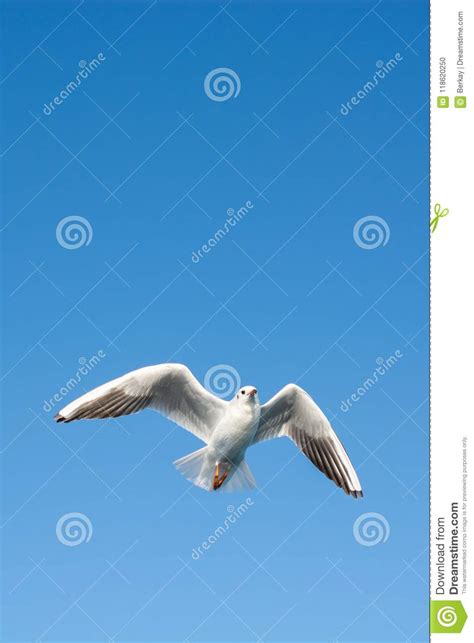 Single Seagull Flying In Blue A Sky Stock Photo Image Of Flutter