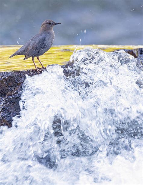 American Dipper At The Rapids Photograph By Max Waugh Fine Art America