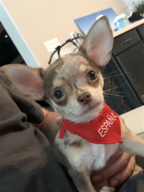 Chihuahua Puppies For Sale Las Vegas Nv 302583
