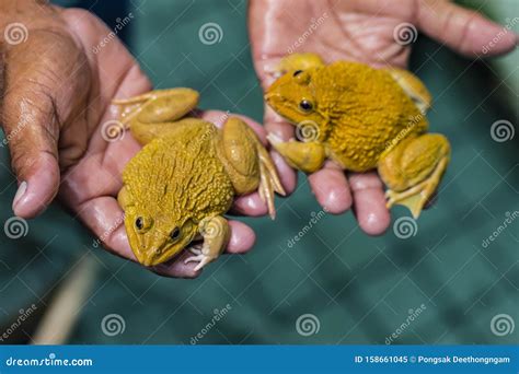 Raising Meat Frogs For Food Stock Image Image Of Macro Fresh 158661045