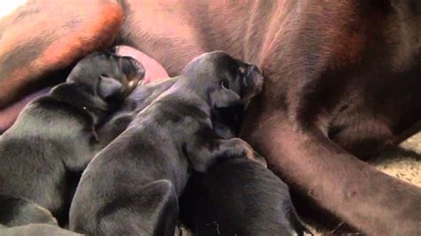 Newborn Doberman Puppies Youtube
