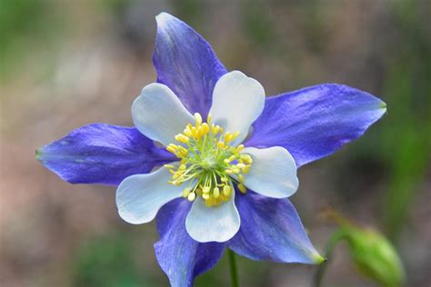 Blue Columbine State Flower Of Colorado Photograph By Marilyn Burton