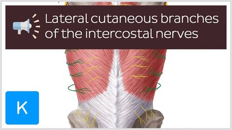 Lateral Cutaneous Branches Of The Intercostal Nerves Anatomical Terms