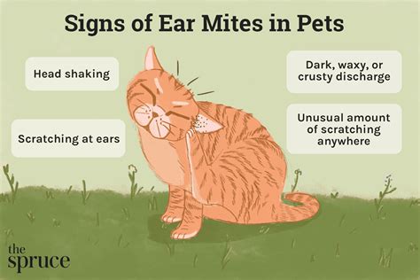 Ear Mites In Cats