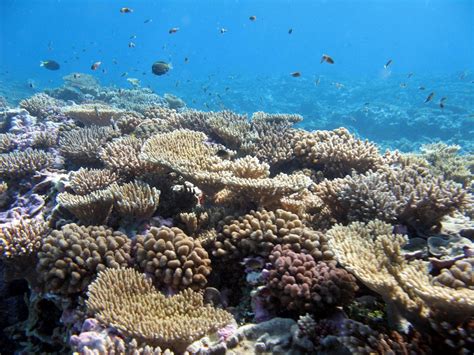 Scientists Measure The Beauty Of Coral Reefs