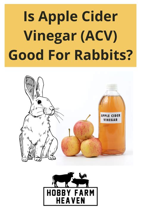 Can Apple Cider Vinegar Kill Fleas On Dogs