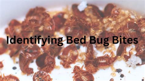 Dont Let Bed Bugs Bite A Definitive Guide To Identifying Bed Bug