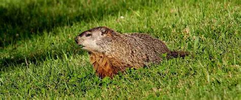 Peace And Quiet Pest Control Woodchuck Removal Service In Utica Ny
