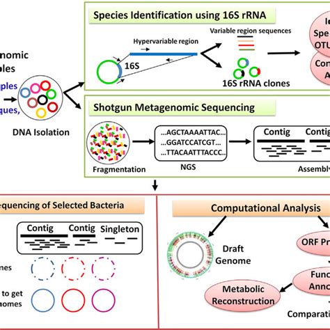 Pdf A Metagenomic Insight Into Human Microbiome Its Implications In