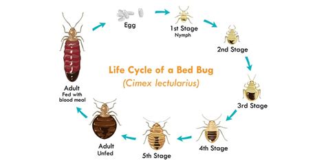 Bed Bug Life Cycle Life Span And Expectancy Of Bed Bugs
