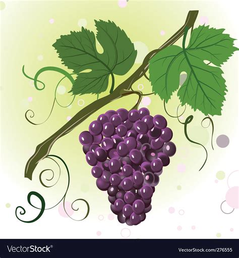 Grape Vine Royalty Free Vector Image Vectorstock