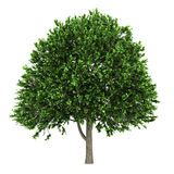 In mitteleuropa finden sich die drei arten flatterulme, feldulme und bergulme. Ulmen-Baum lokalisiert stock abbildung. Illustration von ...