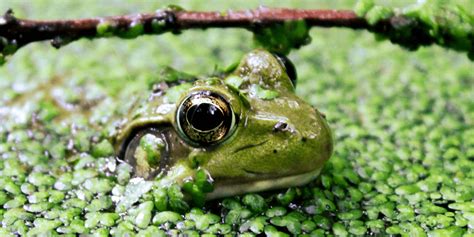 Fighting To Restore Clean Water Protections For Wildlife The National