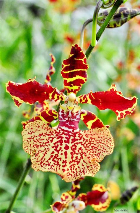 Orchid In 2020 Unusual Flowers Rare Orchids Amazing Flowers
